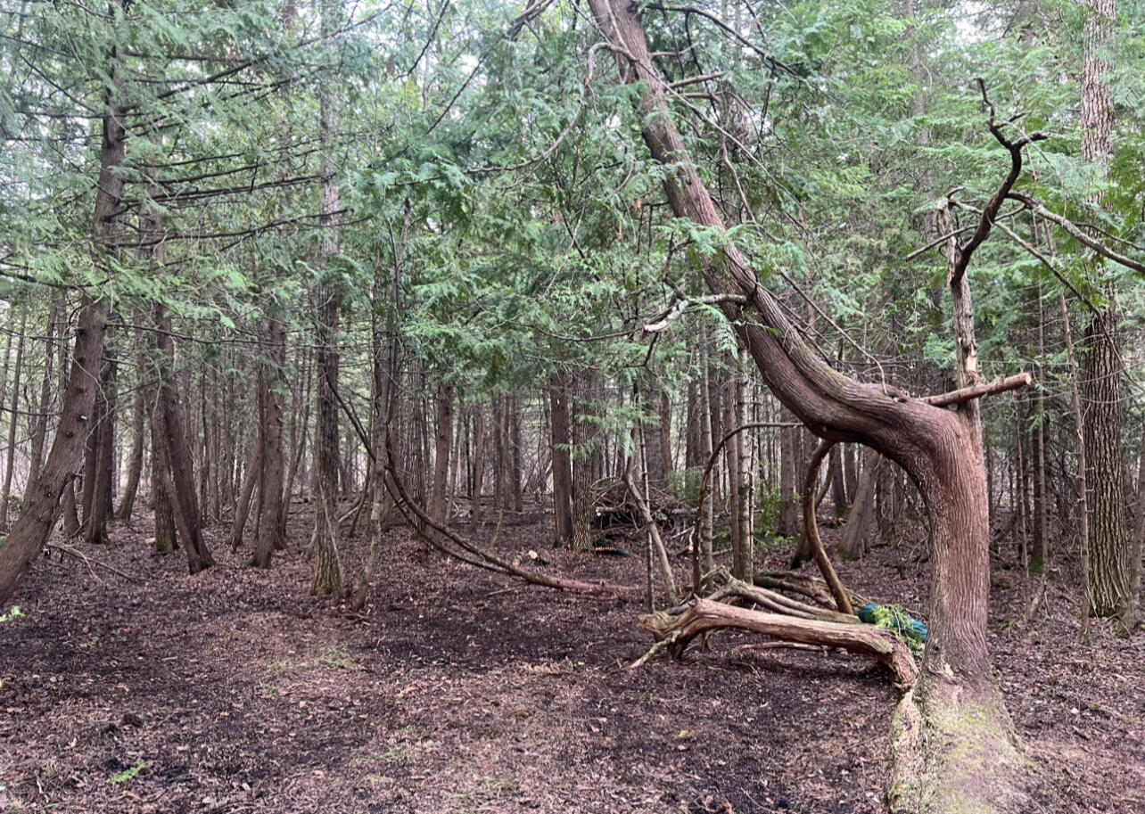 The Sacred Cedar Circle Tree