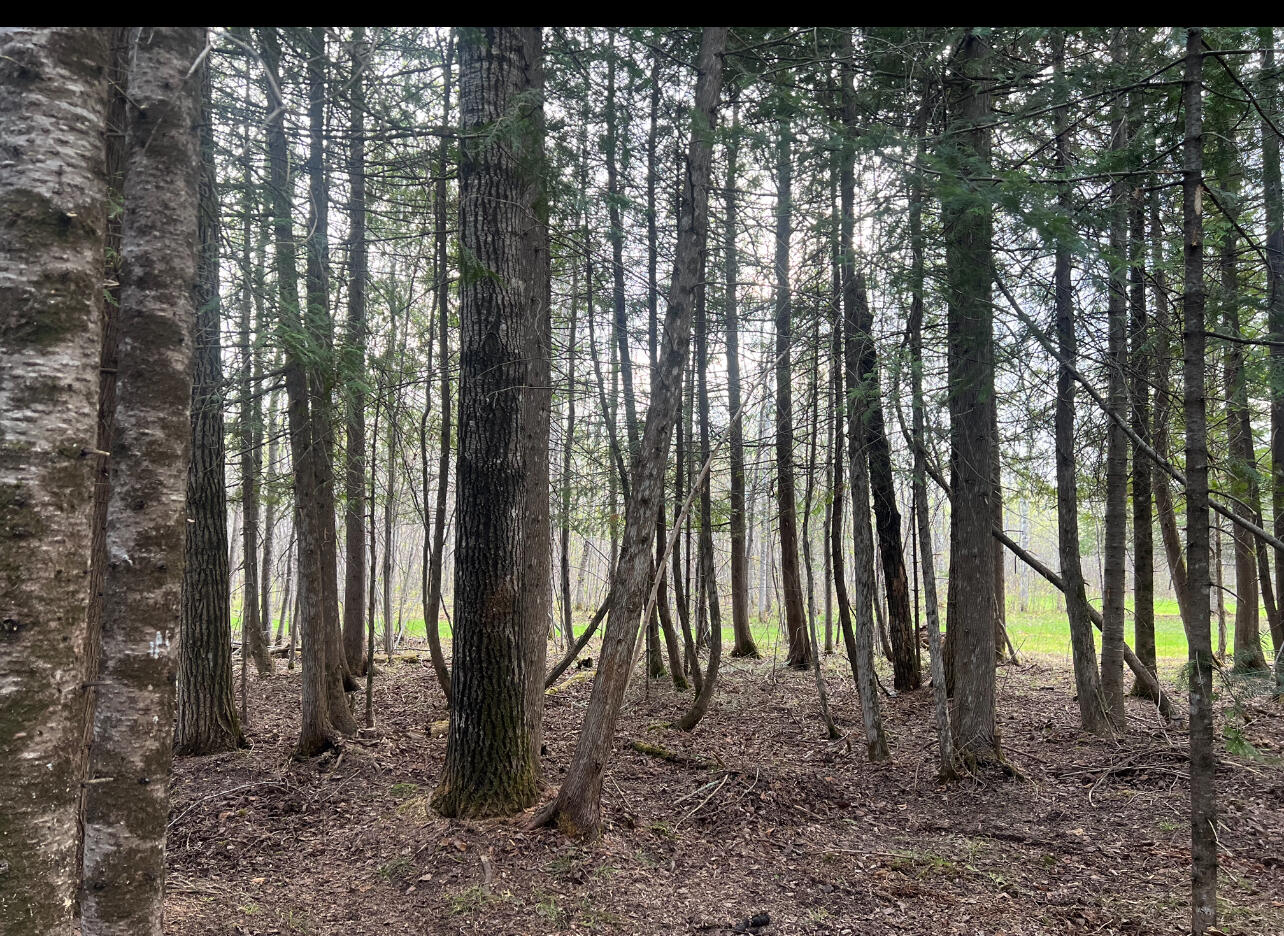 The North West view of the Forest